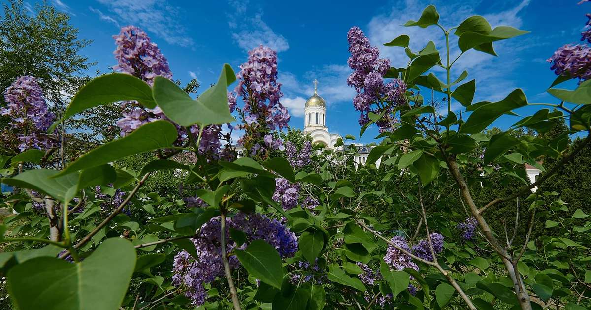 Николай угодник чудотворец праздник. Николай мирликийский чудотворец. Кант святителю николаю. Святитель николай чудотворец васнецова. Молитвы на николу зимнего 19 декабря.